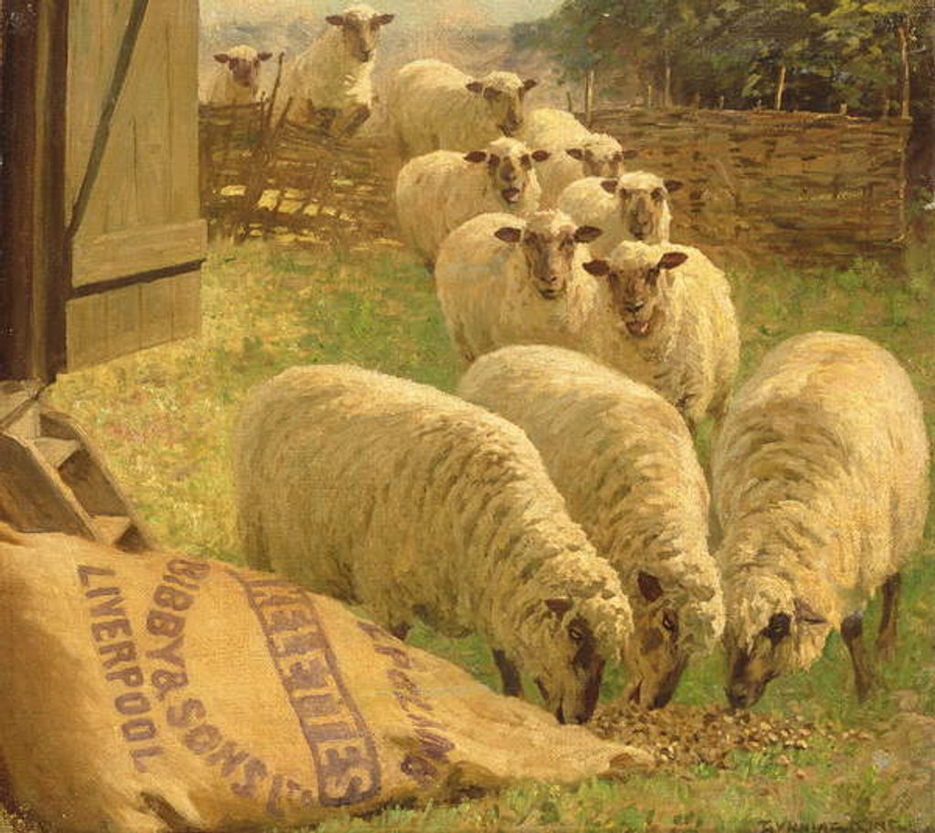 Detail of Sheep feeding from an upturned grain bag by William Gunning King