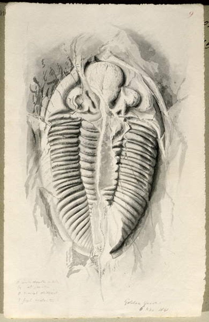 Detail of Trilobite from Golden Grove, 6th November 1841 by John Phillips