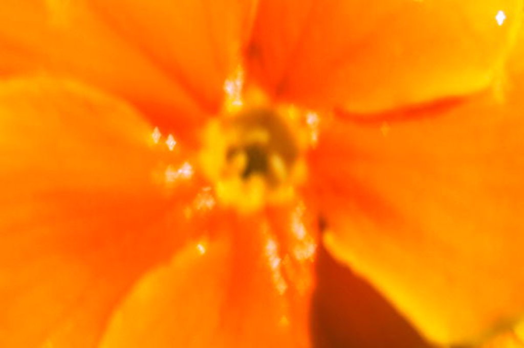 Detail of Winter Sunshine by Sarah O'Toole