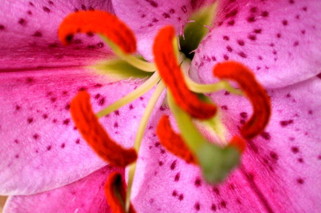 Detail of Pink Aroma by Sarah O'Toole