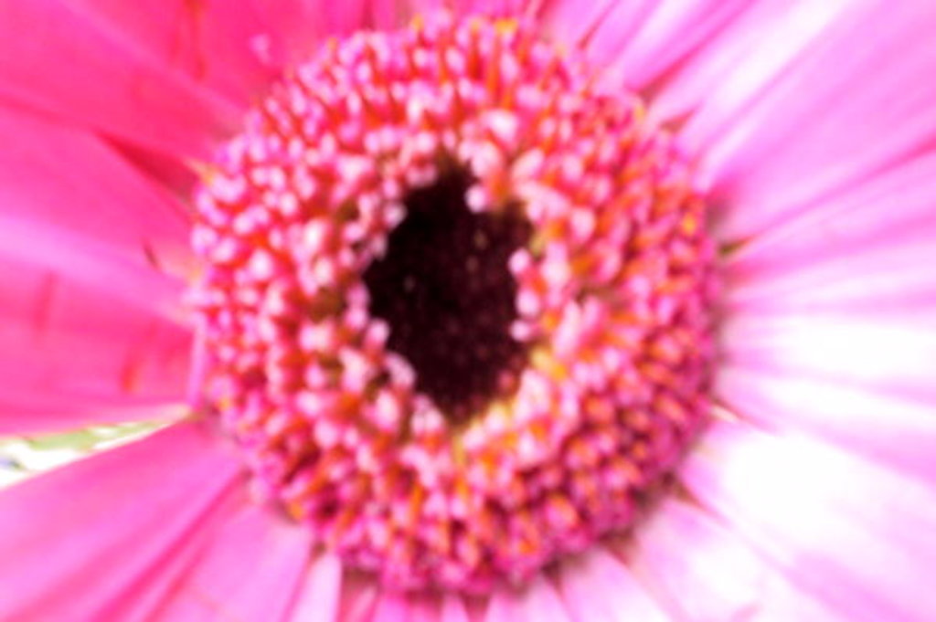 Detail of Bridesmaid Pink by Sarah O'Toole