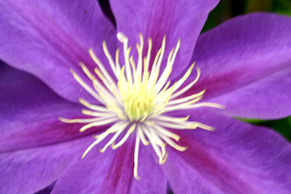 Detail of Serenity by Sarah O'Toole