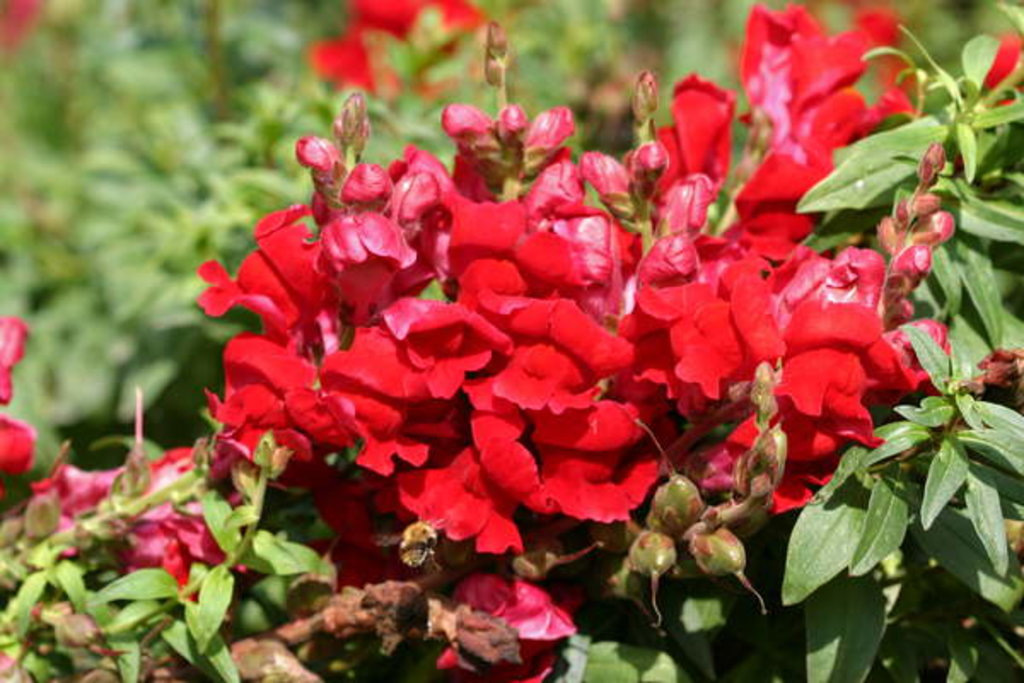 Detail of Garsington Antirrhinum, 2009 by Sarah O'Toole