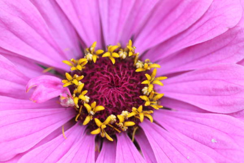 Detail of Garsington Papavev Poppy, 2009 by Sarah O'Toole