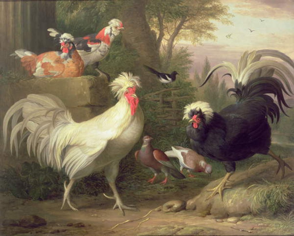 Detail of Cockerels and Pigeons by Jakob Bogdani or Bogdany