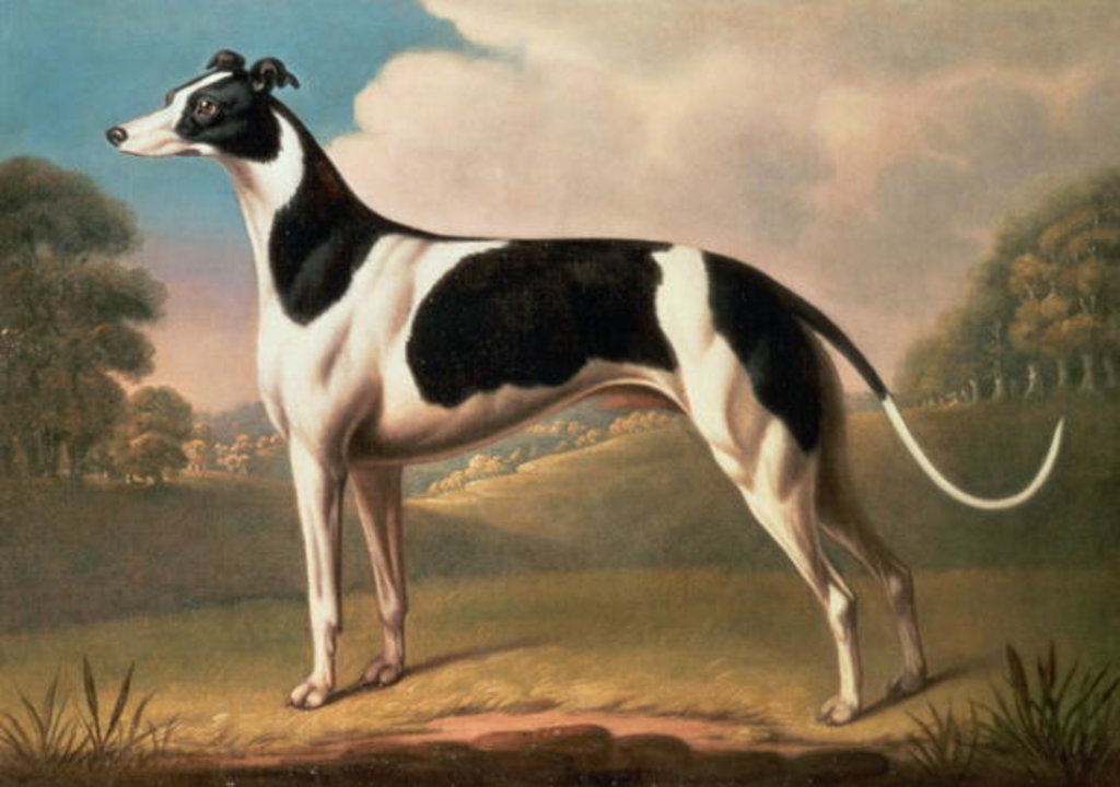 Detail of Greyhound, 1800 by Benjamin Killingbeck