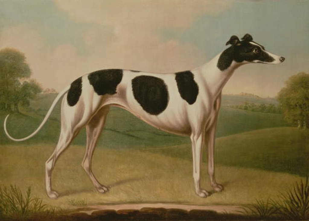 Detail of Greyhound, 1800 by Benjamin Killingbeck