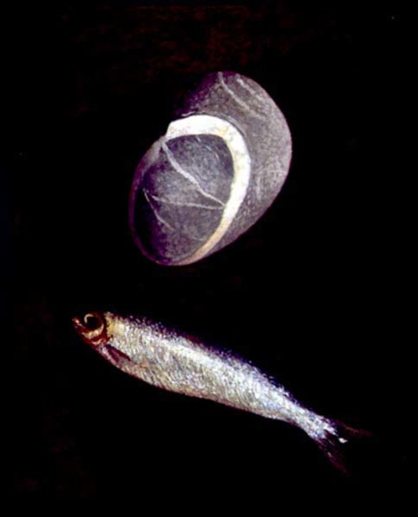 Detail of Fish and Rock Form, 1997 by Peter Davidson