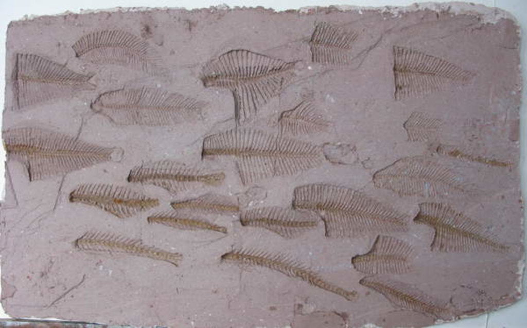 Detail of Shoal by Peter A Ford