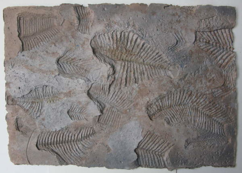 Detail of Signs of Life XIV by Peter A Ford