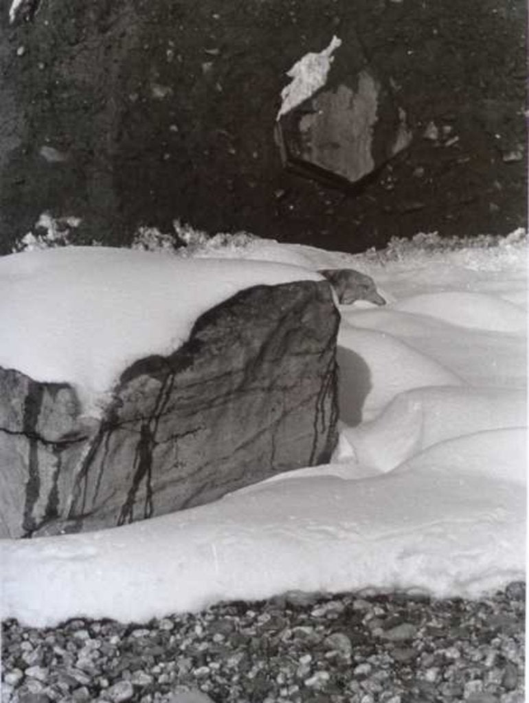 Detail of VINTAGE B&W PHOTO No.3, 1985 by Peter McClure