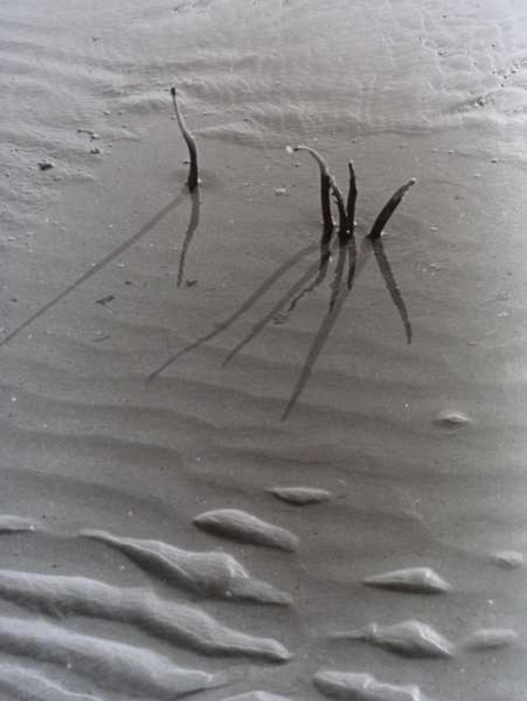 Detail of VINTAGE B&W PHOTO No.4, 1985 by Peter McClure