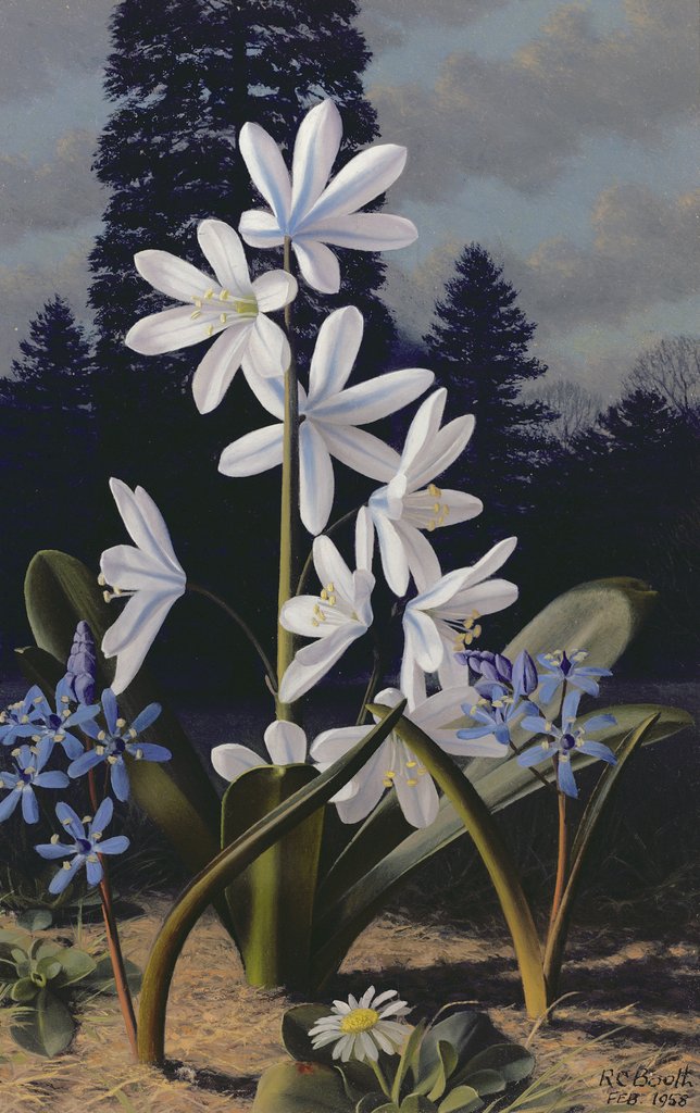 Detail of Scillas by Raymond Booth