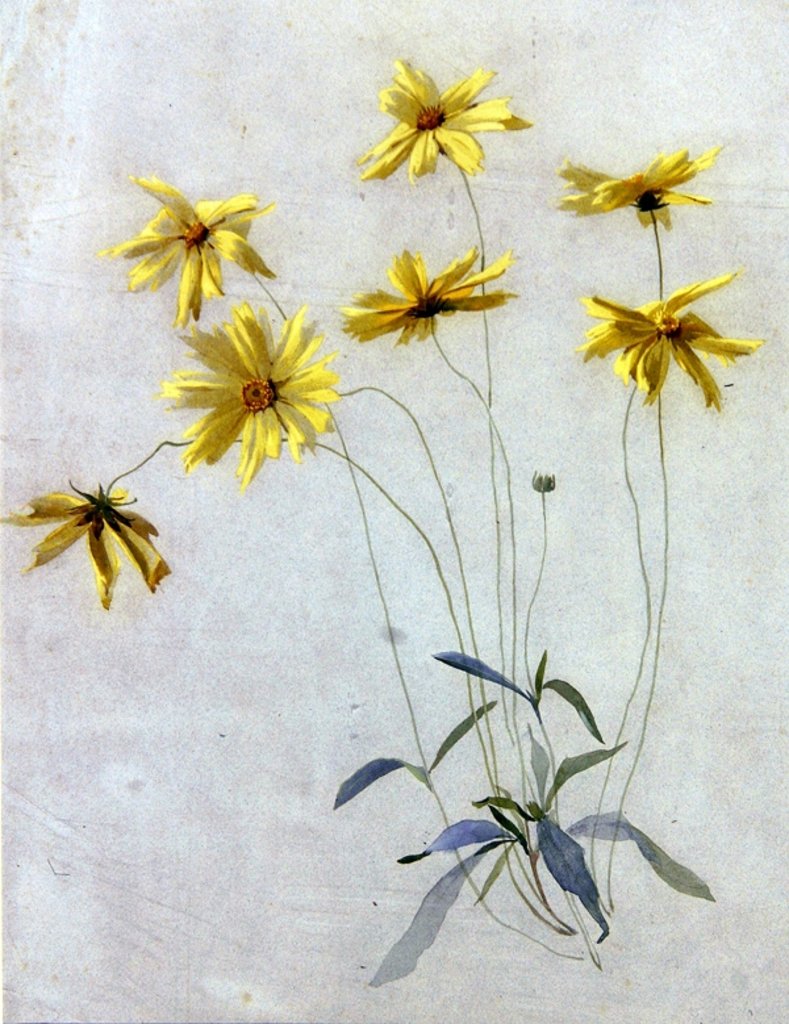Detail of Study of Yellow Daisies, a Design for wallpaper by English School