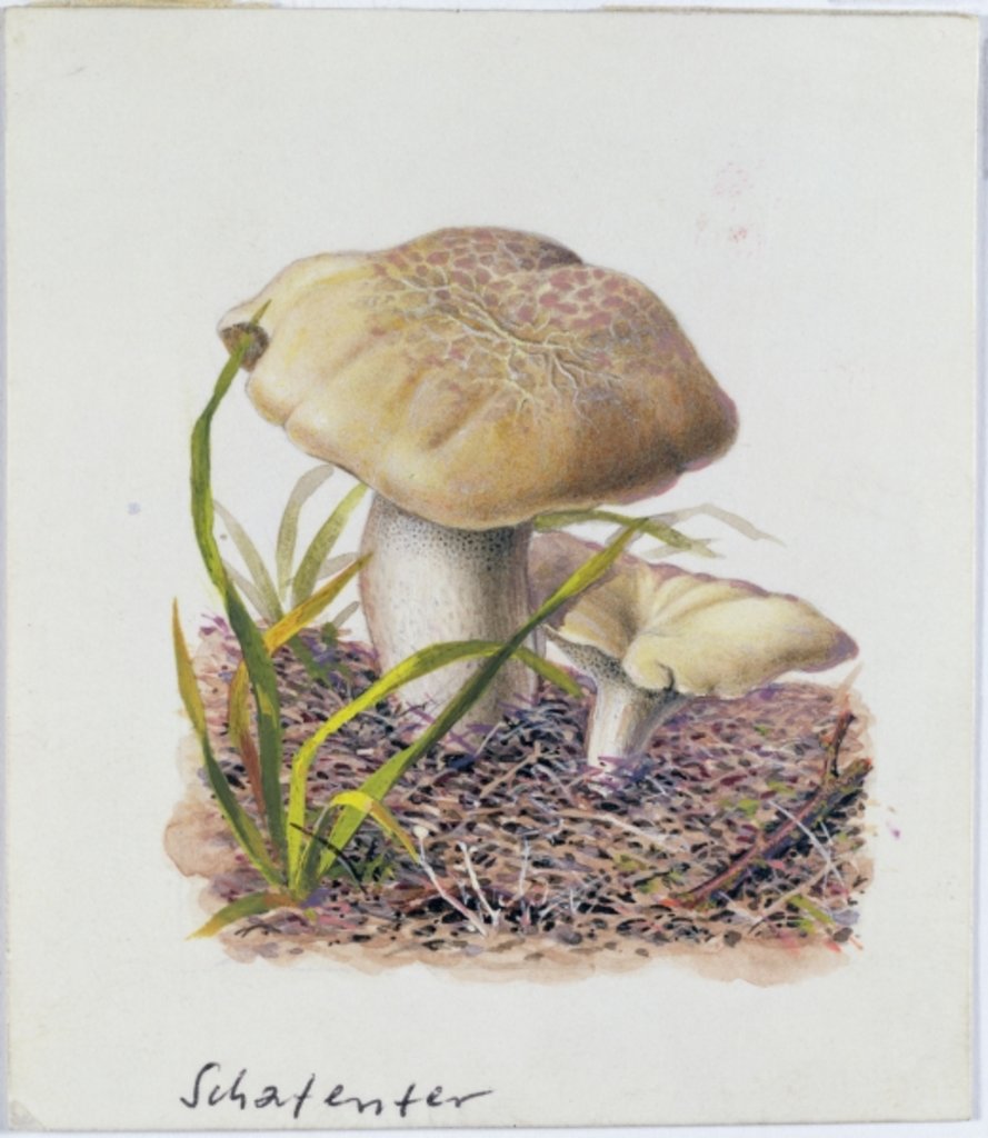 Detail of Study of Fungi by Josef Fleischmann