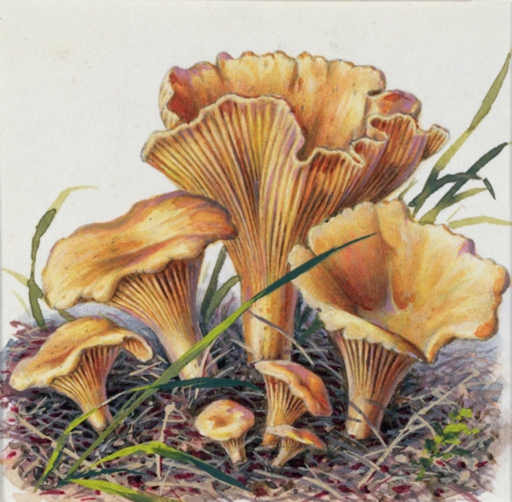 Detail of Study of Fungus by Josef Fleischmann