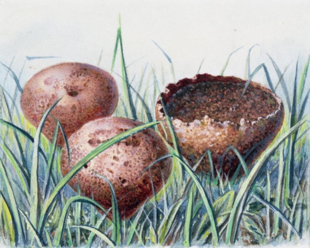 Detail of Study of Fungus by Josef Fleischmann