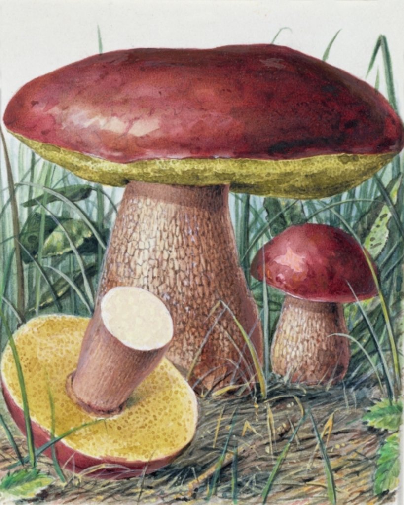 Detail of Study of Fungus by Josef Fleischmann