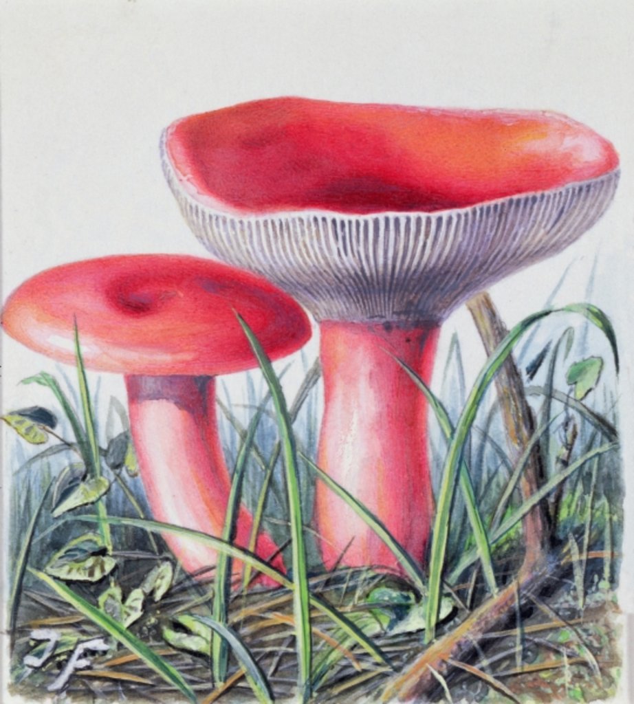 Detail of Study of Fungus by Josef Fleischmann