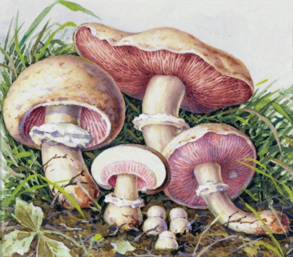 Detail of Study of Fungus by Josef Fleischmann