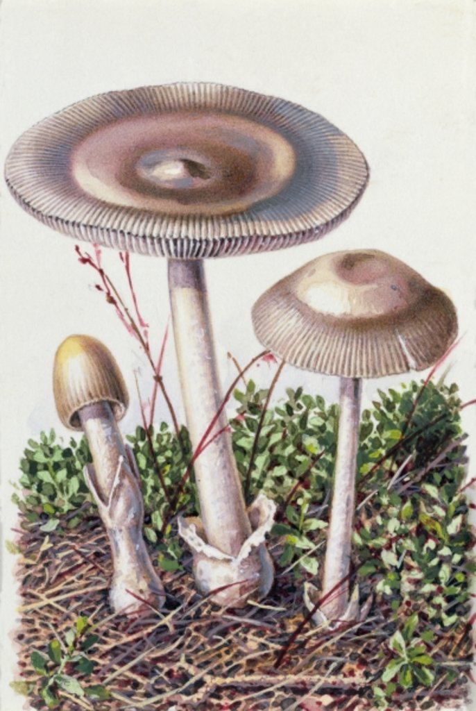 Detail of Study of Fungus by Josef Fleischmann