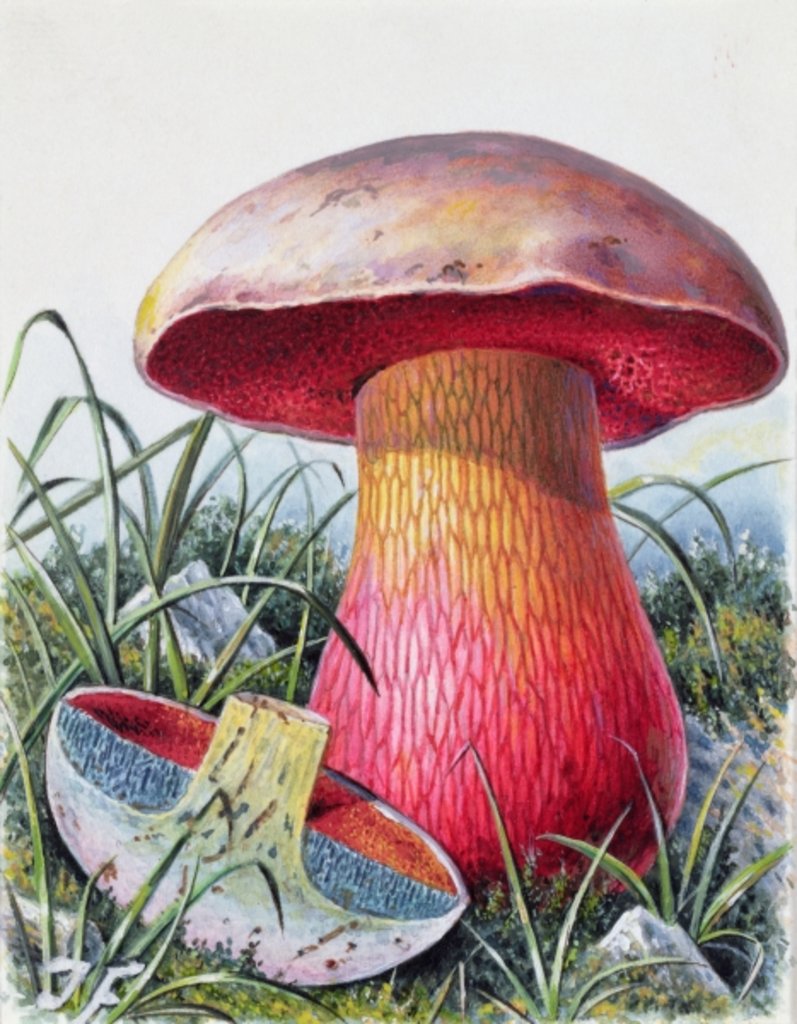 Detail of Study of Fungus by Josef Fleischmann