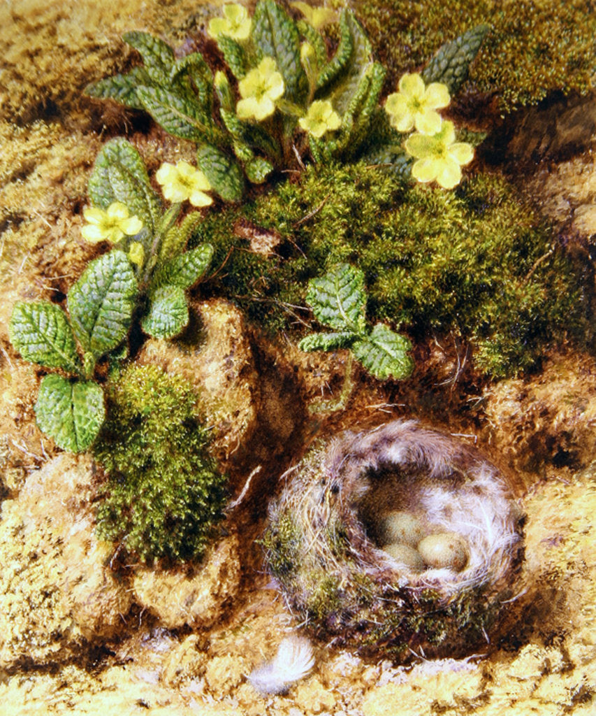 Detail of Primroses with Bird's Nest by William Henry Hunt