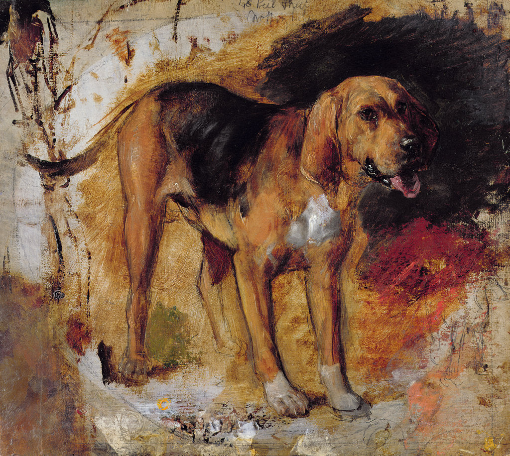 Detail of A Study of a Bloodhound, 1848 by William Holman Hunt