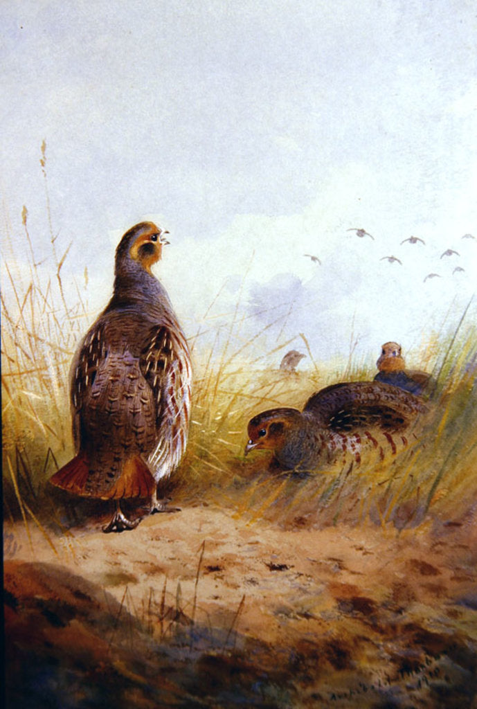 Detail of Three English Partidges, 1910 by Archibald Thorburn