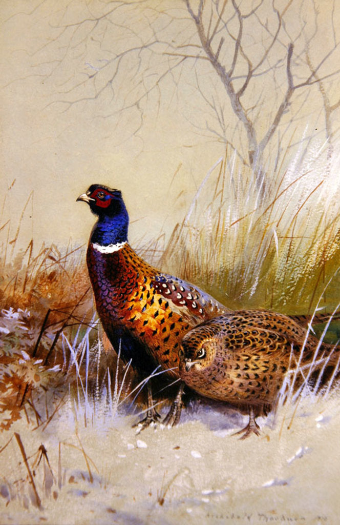 Detail of Chinese Ring-necked Pheasants in the Snow, 1910 by Archibald Thorburn