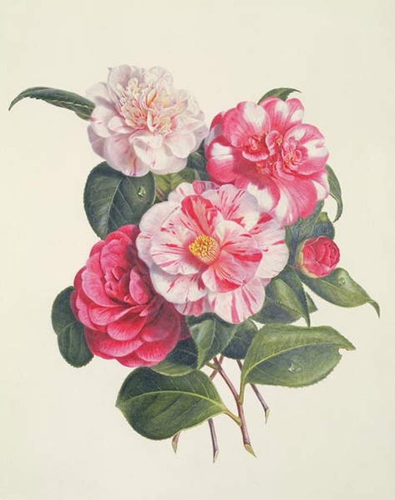 Detail of Camelias, c.1840 by Augusta Innes Withers