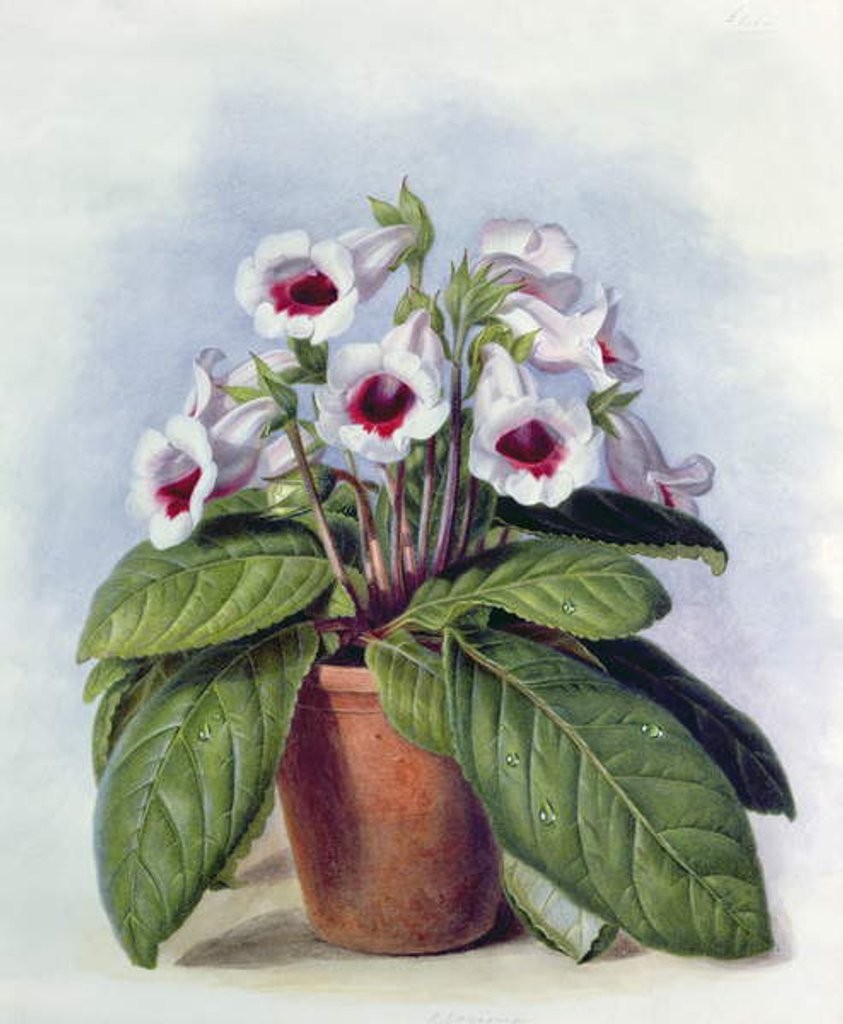 Detail of Gloxinia in a pot, c.1860 by Augusta Innes Withers