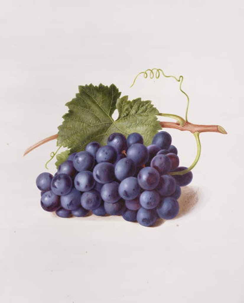 Detail of Fruit of the Vine, 1868 by Augusta Innes Withers
