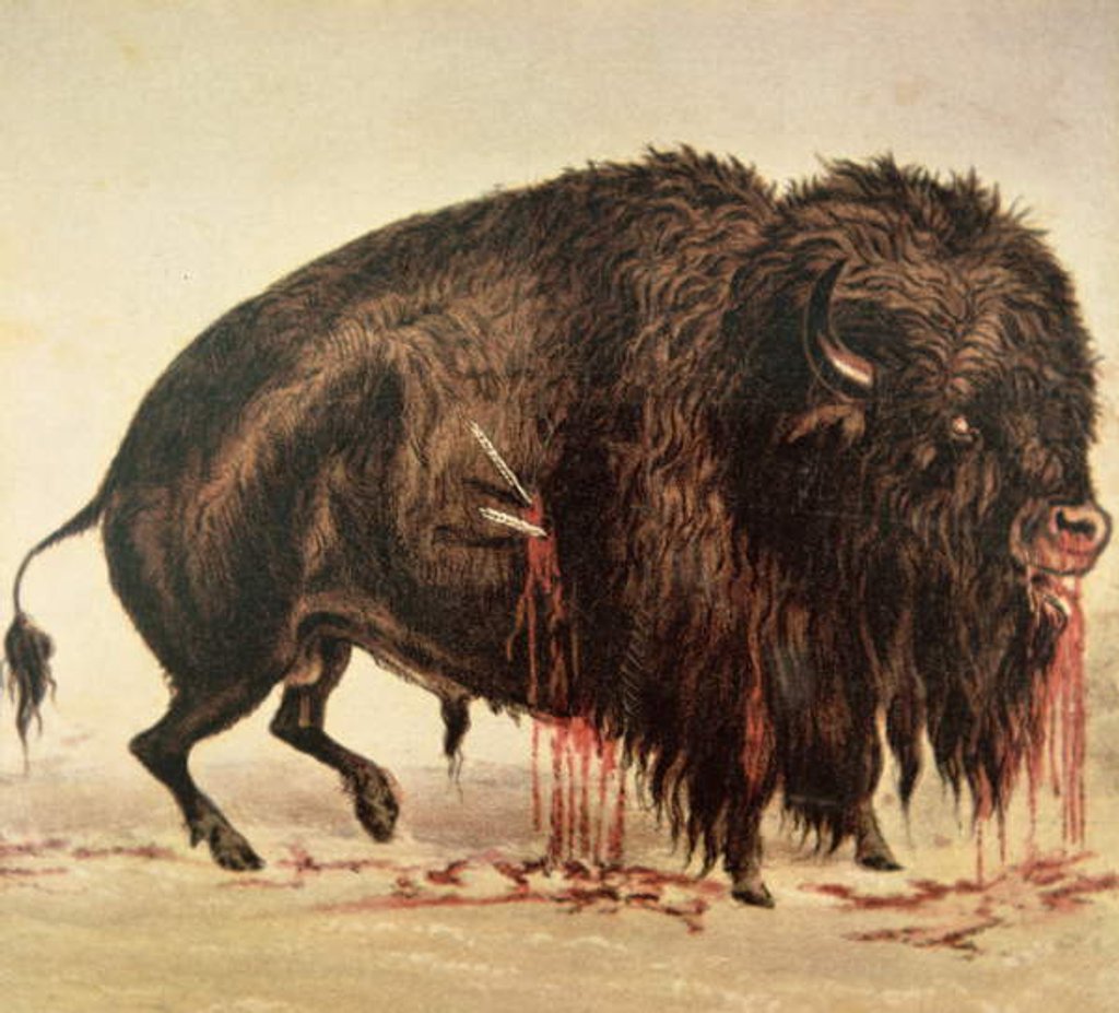 Detail of Buffalo stricken by arrows by George Catlin