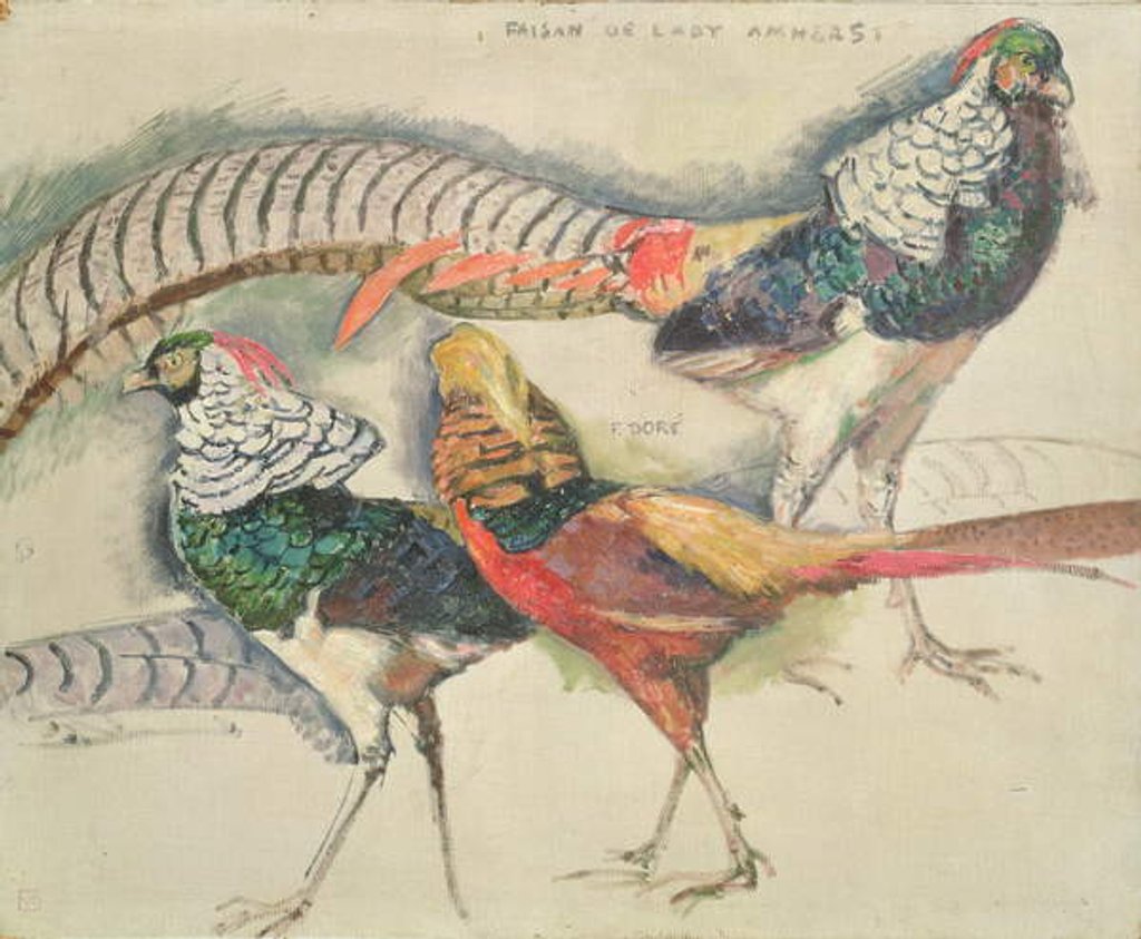 Detail of Lady Amherst's Pheasant by Theo van Rysselberghe