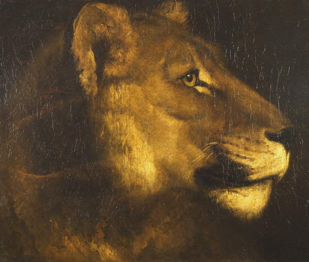 Detail of Head of a Lioness by Theodore Gericault