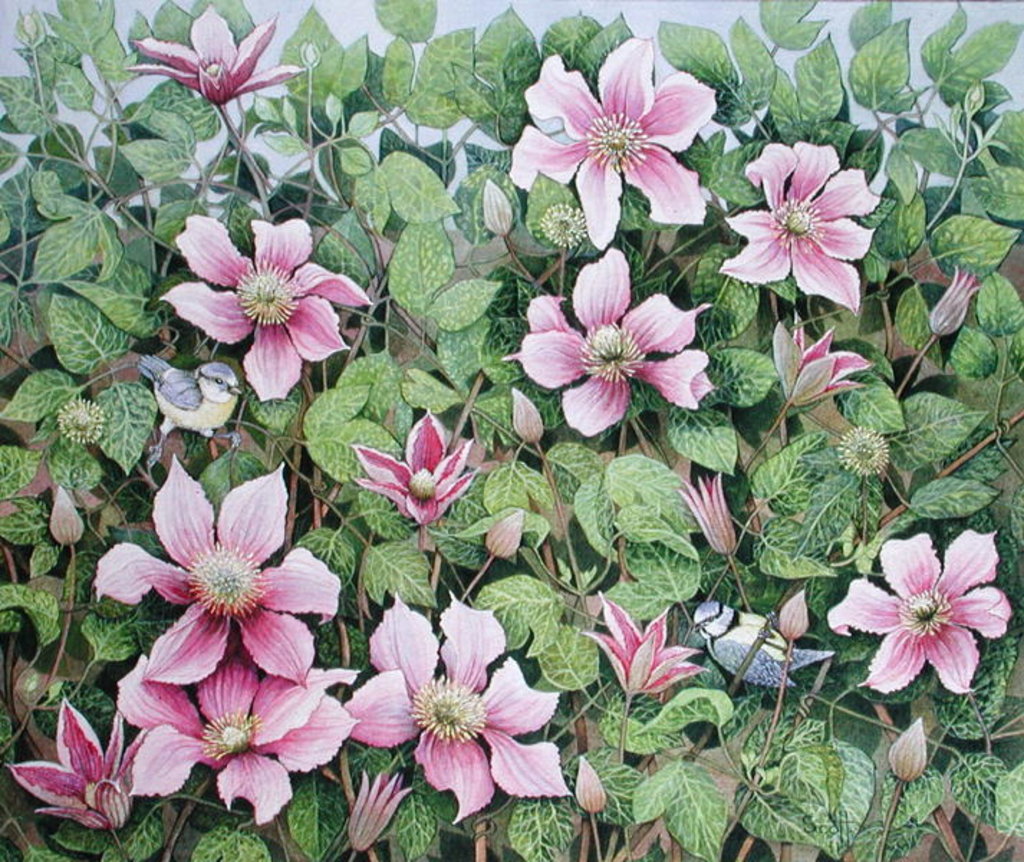 Detail of Nesting in Clematis by Pat Scott