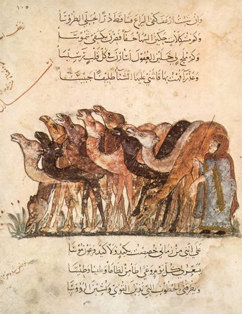 Detail of Ms Ar 5847 f.101, Herd of camels by Yahya ibn Mahmud Al-Wasiti