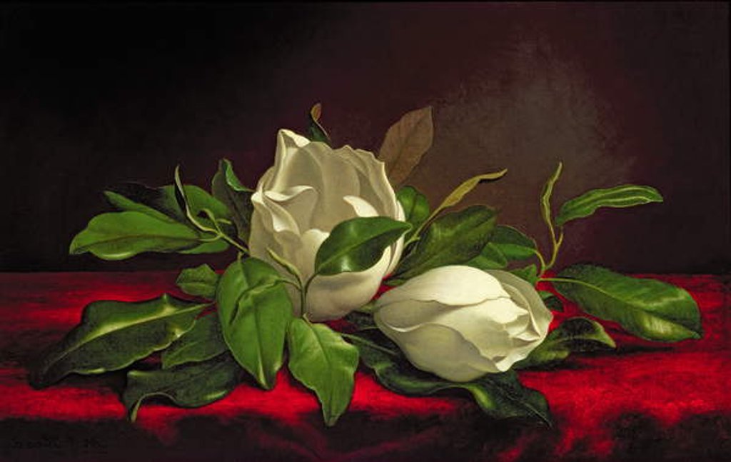 Detail of Magnolia by Martin Johnson Heade