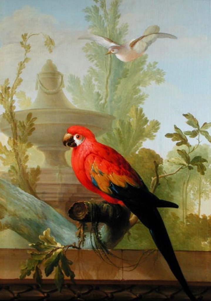 Detail of A Macaw and a Dove in an ornamental Garden, 1772 by Gerrit van den Heuvel