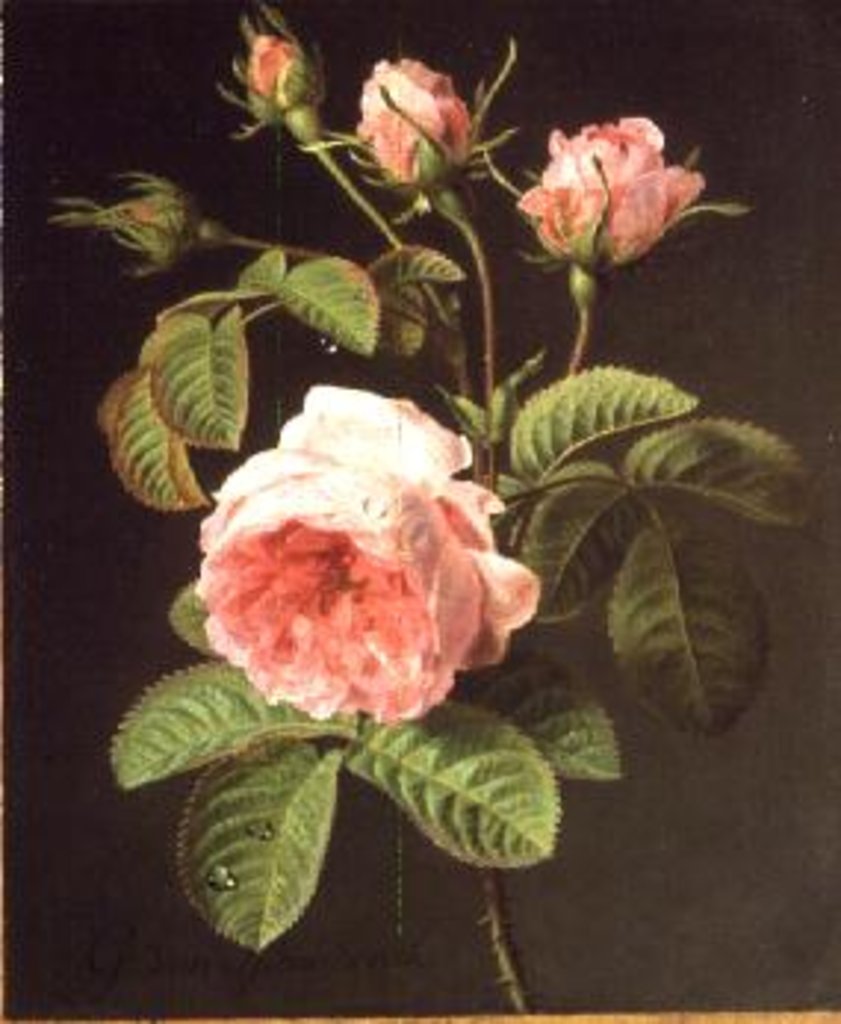 Detail of A Branch of Roses by Cornelis van Spaendonck
