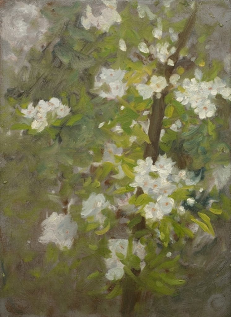 Detail of White Blossom by Henry Scott Tuke