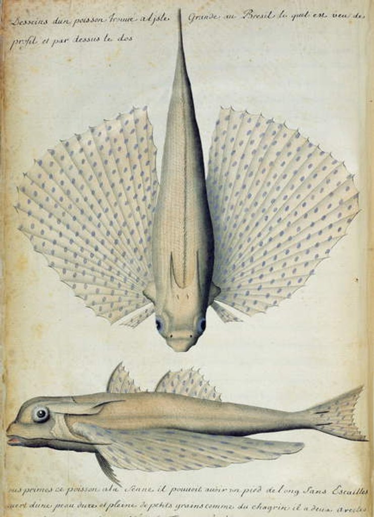 Detail of Fish found at Ilha Grande, Brazil by French School