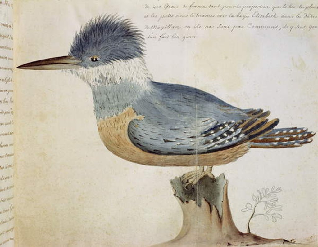 Detail of Bird, close to the Jay of France, near the Strait of Magellan by French School