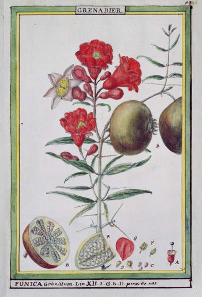 Detail of Pomegranate Tree by Delahaye Delahaye