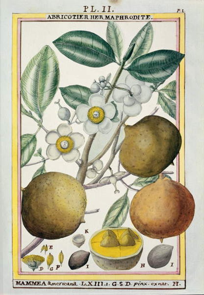 Detail of Hermaphrodite apricot tree by Delahaye Delahaye