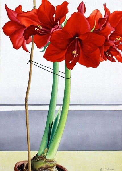 Detail of Red Amaryllis 2, 2016 by Christopher Ryland