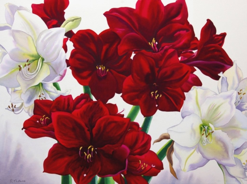Detail of Red and White Amaryllis, 2008 by Christopher Ryland