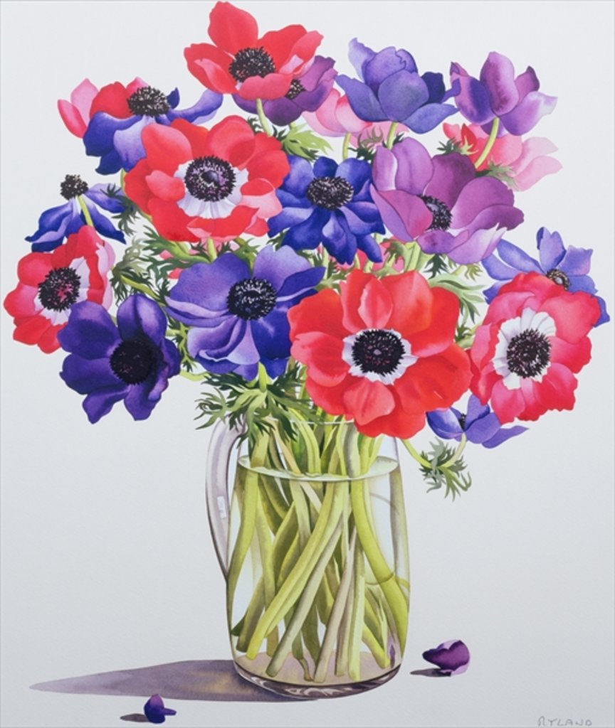 Detail of Anemones in a glass jug, 2007 by Christopher Ryland