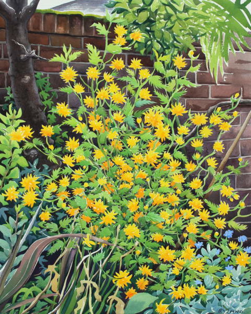 Detail of Kerria japonica, 2018 by Christopher Ryland